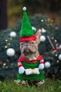 Funny lilac colored French Bulldog dog wearing a traditional cute christmas elf costume with arms holding present