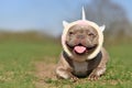 Funny lilac French Bulldog dog with fluffy unicorn headband and tongue sticking out