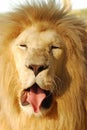 Funny lion