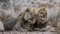 Funny lion brothers