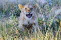 Funny Lion Cub