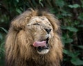 Funny Lion
