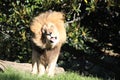 A funny lion shaking its mane.