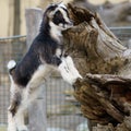 a funny little baby goat standing Royalty Free Stock Photo