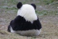 Funny Little Baby Panda Cub in China Royalty Free Stock Photo