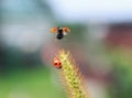Funny little beautiful red ladybugs fly and crawl on blades of g