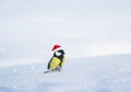 Funny little bird tit in Christmas red cap walks on white cold s