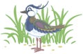 Small lapwing among green grass of a meadow