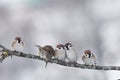 Funny little birds sitting on a branch cold winter