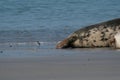 Funny little black and white birdie on the beach seals in the background. Dune, Germany Royalty Free Stock Photo