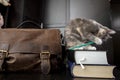 Funny cat enthusiastically gnaws a pencil while sitting on the books, next to it there is an old briefcase. Education Royalty Free Stock Photo