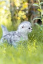 Funny little cat walking in defocused green grass background