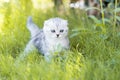 Funny little cat walking in defocused green grass background Royalty Free Stock Photo