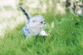 Funny little cat walking in defocused green grass background Royalty Free Stock Photo