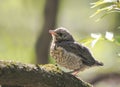 Funny little chick Blackbird sitting in a tree waiting for the p Royalty Free Stock Photo