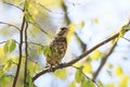 funny little chick Blackbird sitting in a tree waiting for parents Royalty Free Stock Photo