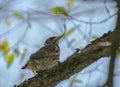 Funny little chick sitting in a tree Royalty Free Stock Photo