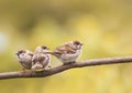 Funny little chick sitting in a tree waiting for parents Royalty Free Stock Photo