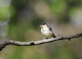 Funny little chick tit sitting on a branch staring with wide ope Royalty Free Stock Photo