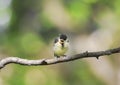 funny little chick tit sitting on a branch widely opened the beak in the spring Park Royalty Free Stock Photo