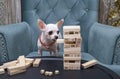 Funny little chihuahua dog plays a game while sitting in a comfortable chair building a wooden pyramid of bars. Royalty Free Stock Photo