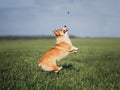 Funny little Corgi puppy runs on a green meadow and jumps after a flying butterfly on a summer glade in the grass Royalty Free Stock Photo