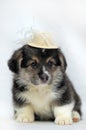 Funny little corgi puppy on a white background Royalty Free Stock Photo