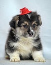 Funny little corgi puppy on a white background Royalty Free Stock Photo