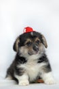 Funny little corgi puppy on a white background Royalty Free Stock Photo