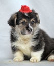 Funny little corgi puppy on a white background Royalty Free Stock Photo