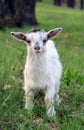 Funny little curious goatling