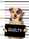 Funny little dog black eye mugshot holding blank placard for identification at police station