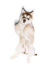 Funny little dog, cute beautiful Malamute puppy having fun isolated over white background. Pet looks healthy and happy
