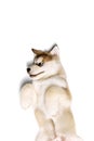 Funny little dog, cute beautiful Malamute puppy playing isolated over white background. Pet looks healthy and happy