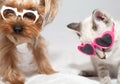 funny little dog with glasses a Yorkshire Terrier and a light colored kitten look straight ahead