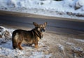 Funny little dog ona winter road Royalty Free Stock Photo