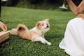 Funny little dog playing on the green lawn in the summer garden Royalty Free Stock Photo