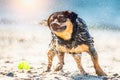 Funny little dog in summer, water shaking Royalty Free Stock Photo