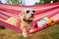 Funny little dog on vacation in hammock Royalty Free Stock Photo