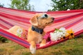 Funny little dog on vacation in hammock Royalty Free Stock Photo