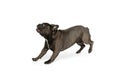 Funny little doggy, French bulldog dog isolated over white studio background. Concept of activity, pets, care, vet, love