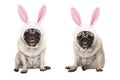 Funny little easter pug puppy dogs, sitting down, wearing easter bunny cap with ears