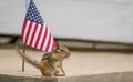 Funny little Eastern Chipmunk stands next to American flag