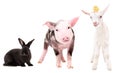 Funny little farm animals standing together