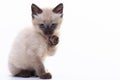 Funny little fluffy kitten licks his paw with his tongue. Royalty Free Stock Photo