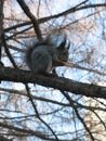 Funny little fluffy squirrel eating a nut on a tree branch. Royalty Free Stock Photo