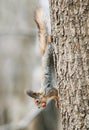 Funny little furry squirrel climbing tree with nut in his teeth