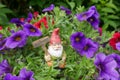 Garden Gnome in the flower bed Royalty Free Stock Photo