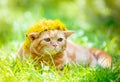 Funny little ginger kitten in a wreath of dandelion flowers