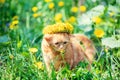 Funny little ginger kitten in a wreath of dandelion flowers